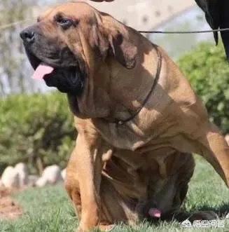 哪些犬种在原产国享有“国宝”的美誉？