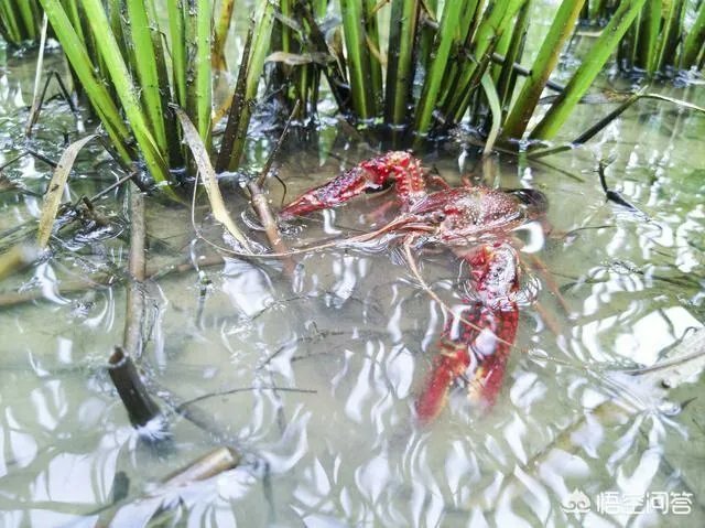 回家养殖龙虾可以吗?