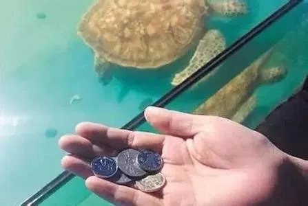 海龟误吞硬币死亡是怎么回事？