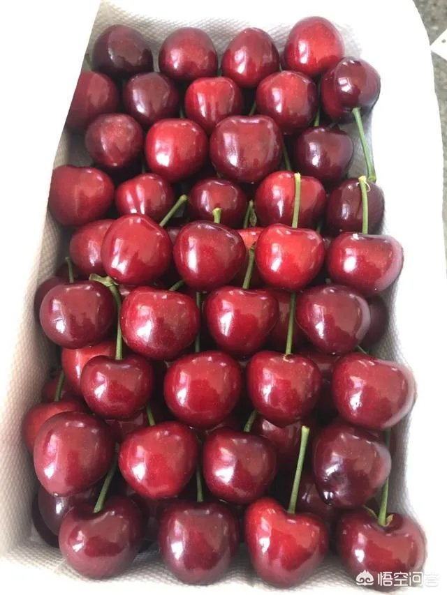 大樱桃市场零售价最贵卖到近二十元一斤，为何不发展大樱桃种植呢？