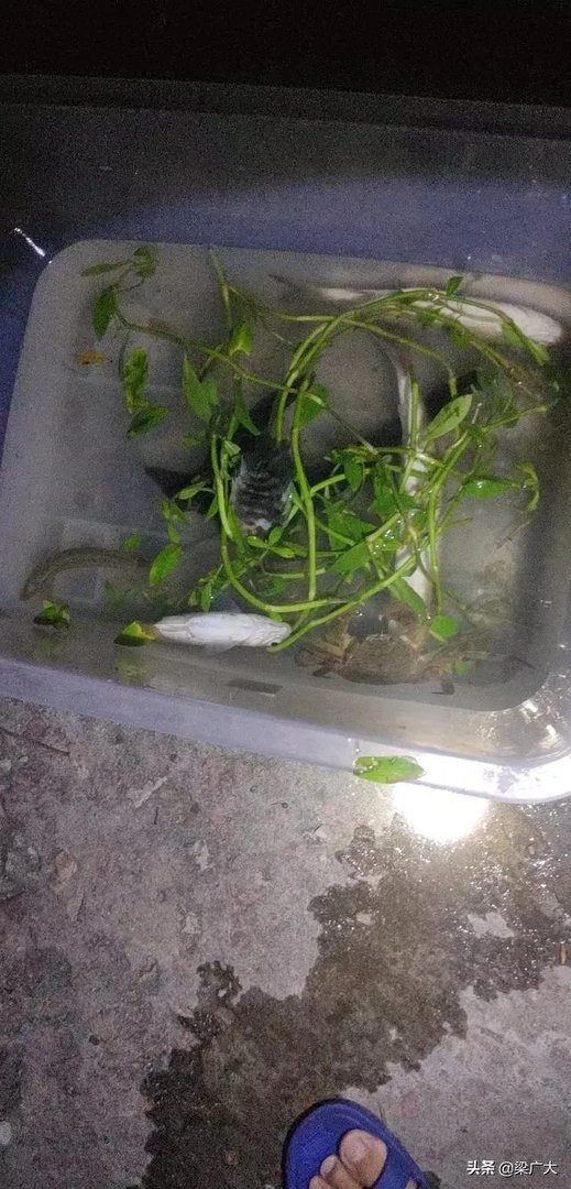 钓鲢鳙饵料配方？