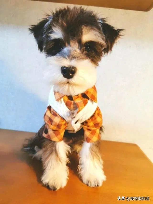 雪纳瑞犬的优缺点是什么？