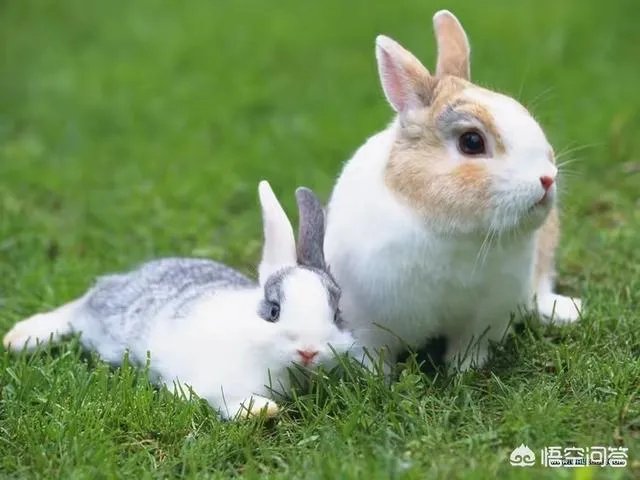 家兔养殖用什么饲料最好？