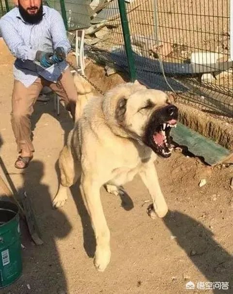 哪些犬种在原产国享有“国宝”的美誉？