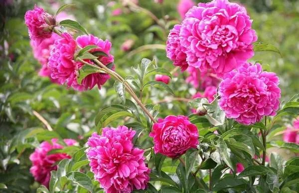 菏泽牡丹花什么时候开