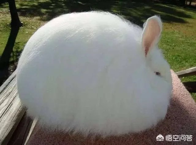 饲养长毛兔前景如何？