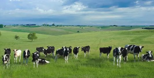 辉山乳业强制退市是怎么回事 辉山乳业为什么会强制退市