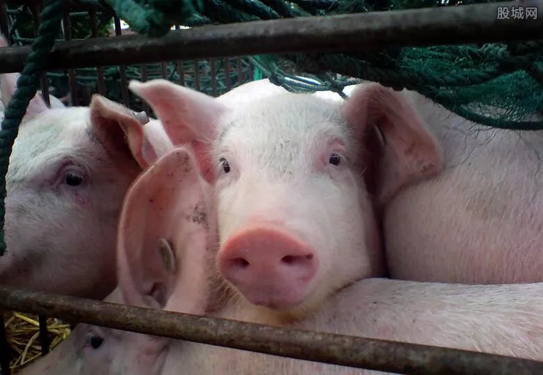 2万月薪招聘养猪 今年养猪非常赚钱吗？