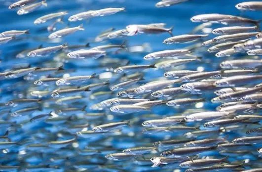 豪斯医生第一季01大战猪肉绦虫