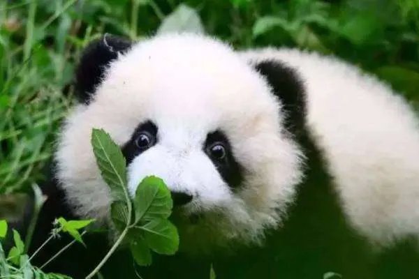 食铁兽是什么动物