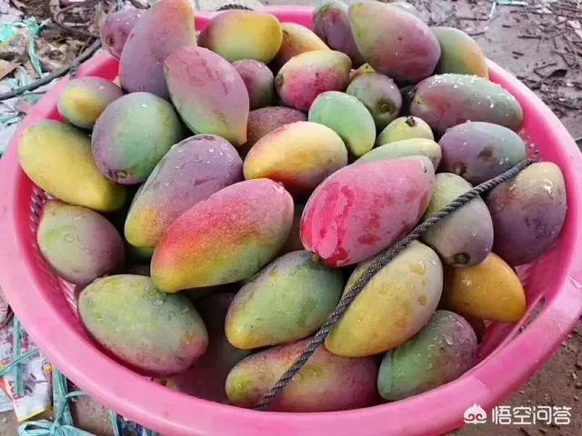 端午假期,海南有哪些地方最适合去?