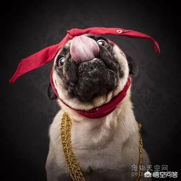 为什么养八哥犬的人那么少?