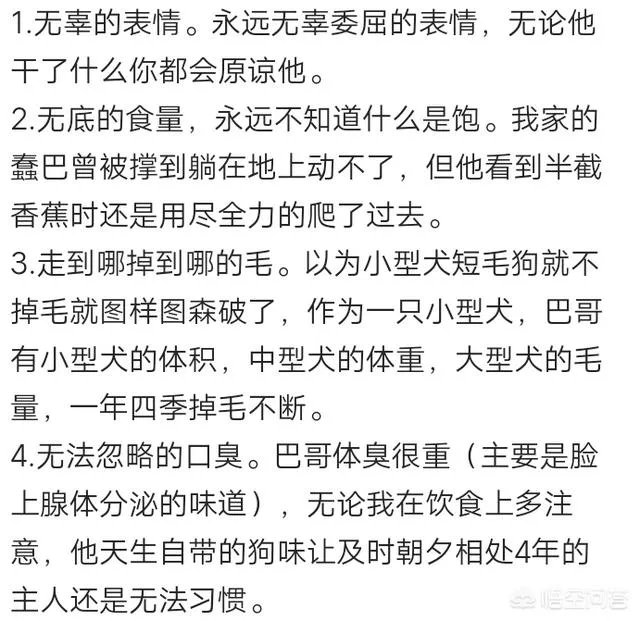 为什么养八哥犬的人那么少?