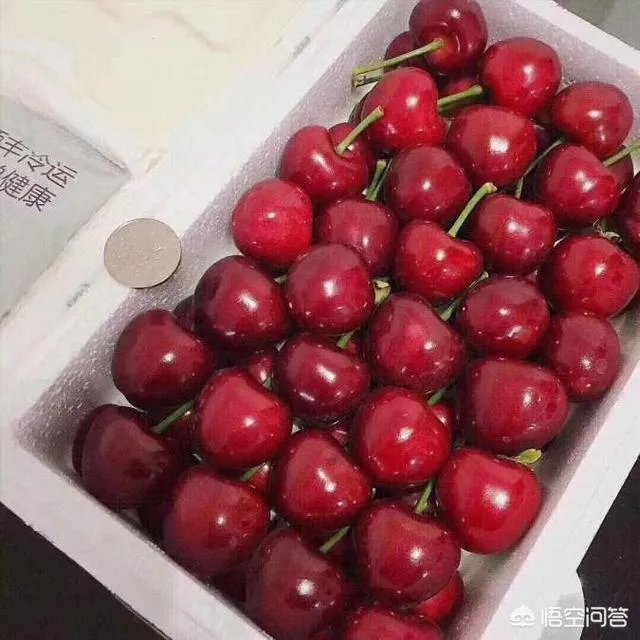 大樱桃市场零售价最贵卖到近二十元一斤，为何不发展大樱桃种植呢？