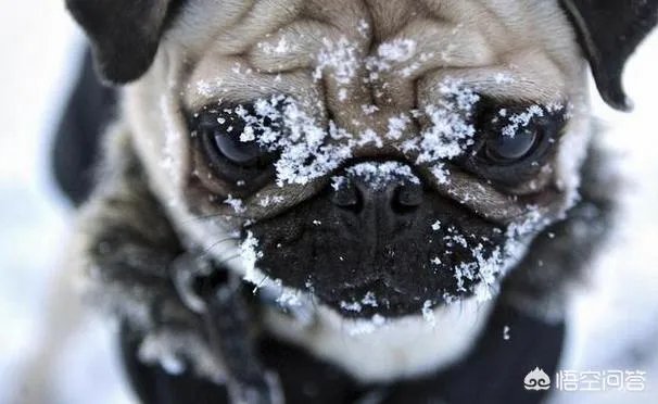 为什么养八哥犬的人那么少?