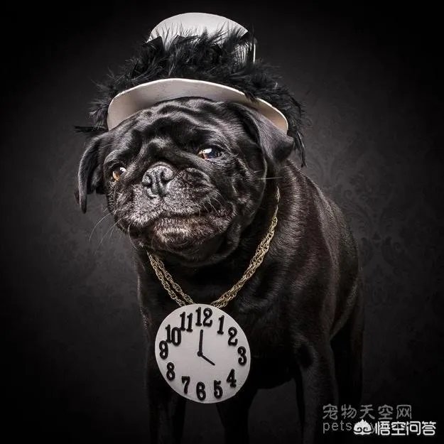 为什么养八哥犬的人那么少?