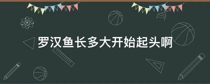 罗汉鱼长多大开始起头啊