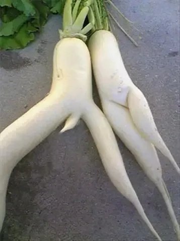 冬吃萝卜夏吃姜，不用医生开处方？