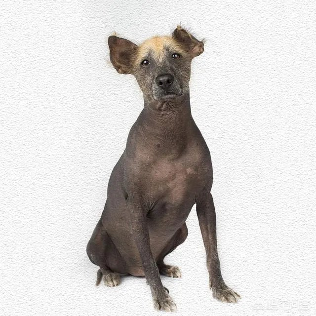 哪些犬种在原产国享有“国宝”的美誉？