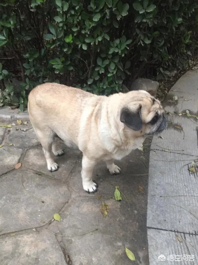 为什么养八哥犬的人那么少?