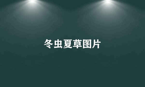 冬虫夏草图片