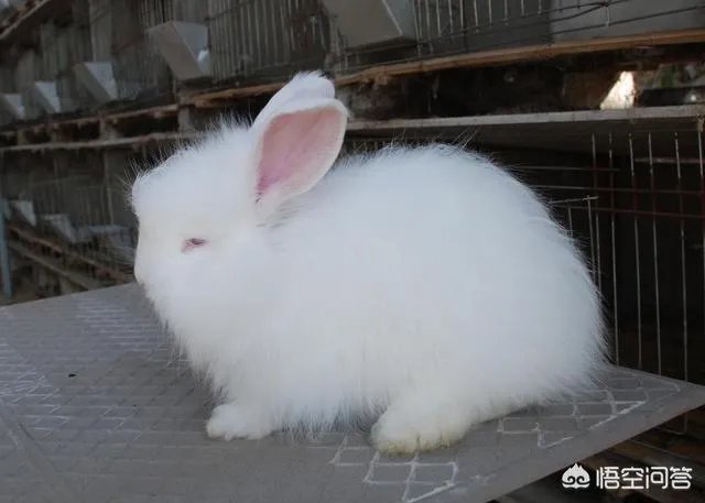 饲养长毛兔前景如何？