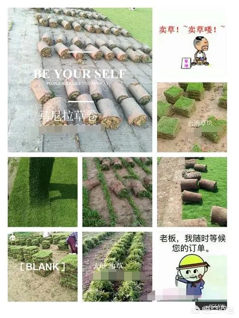 怎么在网上买到真苗木