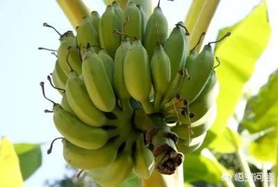 为什么今年广西香蕉价格不好？