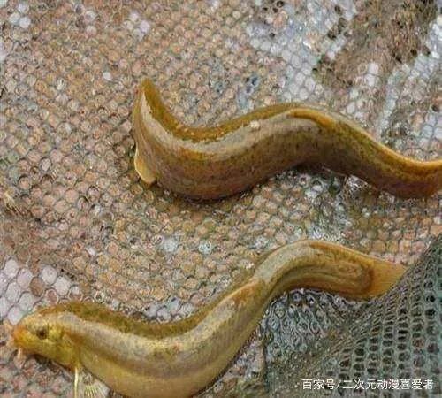 活体蚂蟥在5岁男孩体内存留1年多，体内有蚂蟥会有哪些症状？