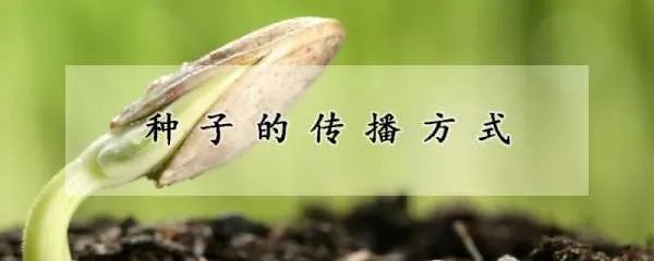 种子的传播方式