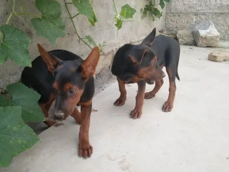 正宗苏联红犬图片