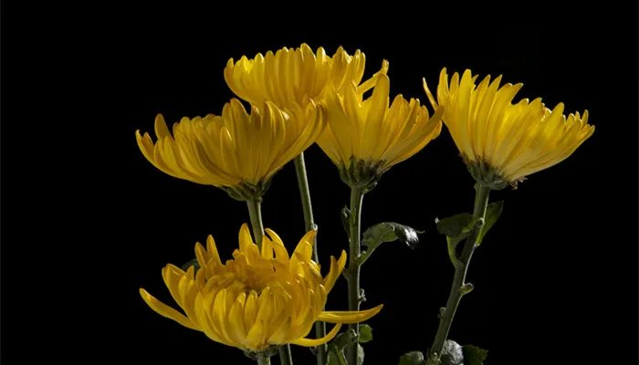 宁可枝头抱香死不曾吹落北风中的意思是什么