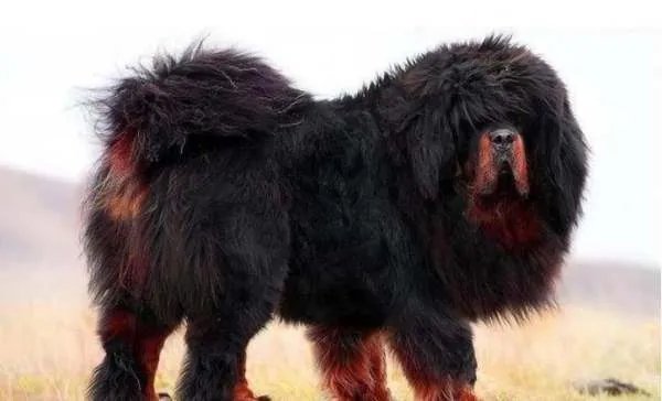 十多年前一条藏獒能换北京两套房，当时藏獒为何那么值钱？