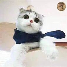 求《大猫(2018)》百度网盘高清资源在线观看,博迪·卡维尔主演的