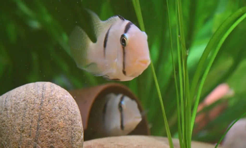 钻石番王的基本信息