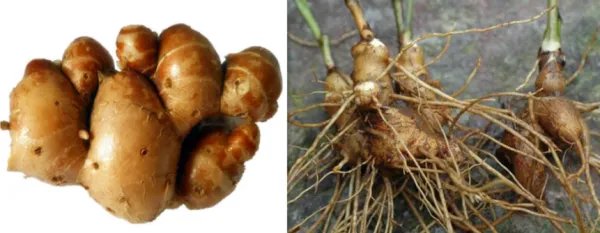 沙姜和山姜的区别？