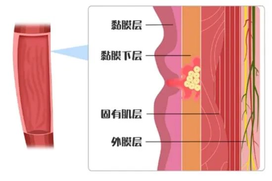 食管和气管的位置关系