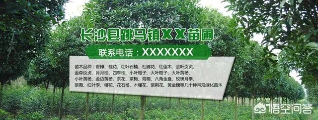 怎么在网上买到真苗木