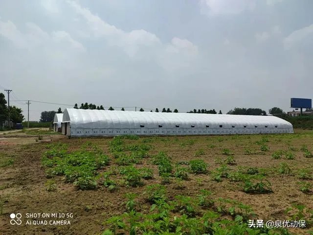 新型猪流感,你了解多少?