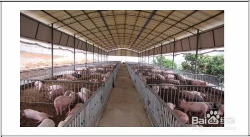 发酵床养猪制作方法图解