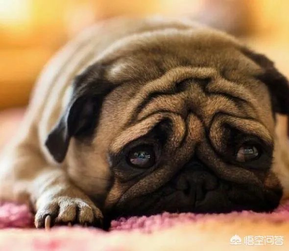 为什么养八哥犬的人那么少?