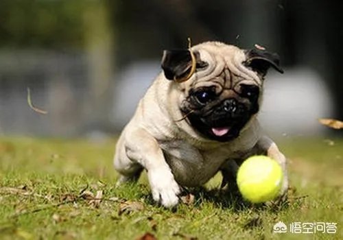 为什么养八哥犬的人那么少?