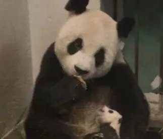 如何看待大熊猫雷雷去世的重要性呢？