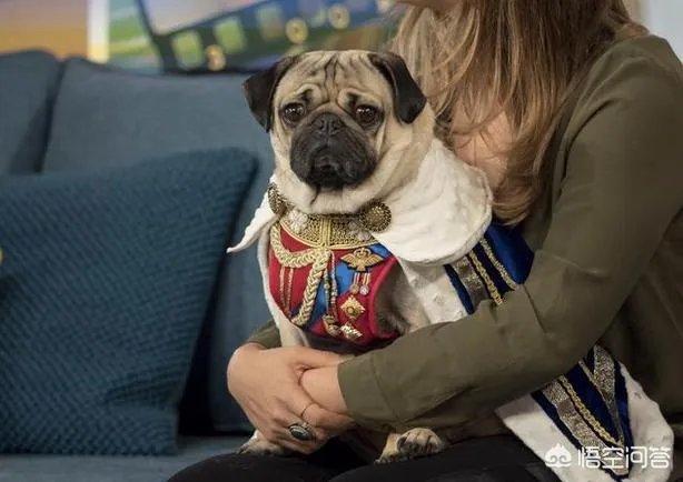 为什么养八哥犬的人那么少?