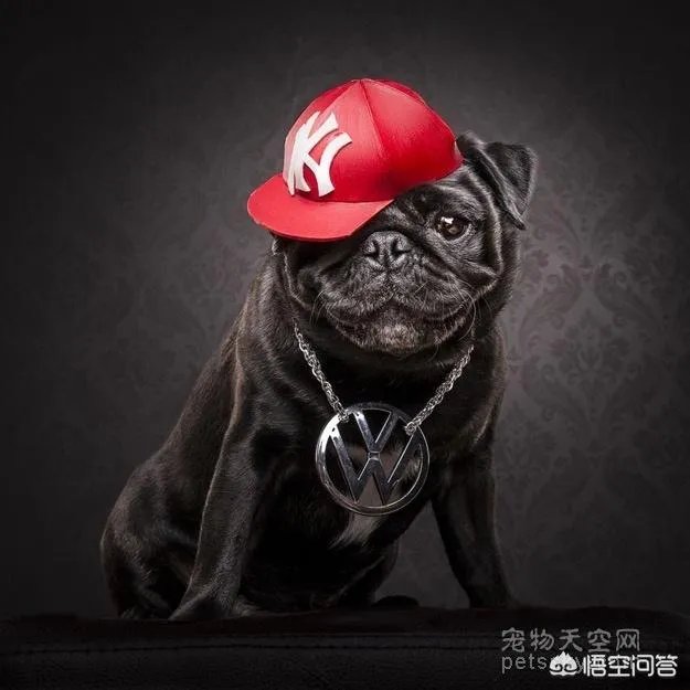 为什么养八哥犬的人那么少?