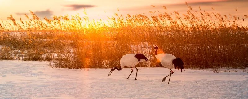 野禽有哪些动物 野生动物有哪些
