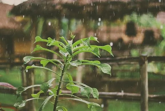 梅雨季节是什么时间 一般梅雨季节是几月份