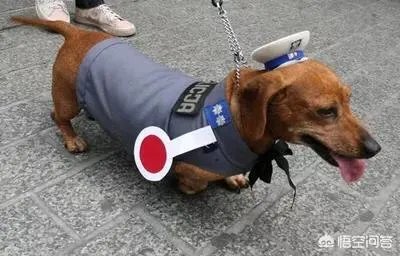 哪些犬种在原产国享有“国宝”的美誉？