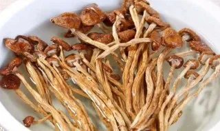 干茶树菇的做法大全家常做法 干茶树菇的烹饪方法