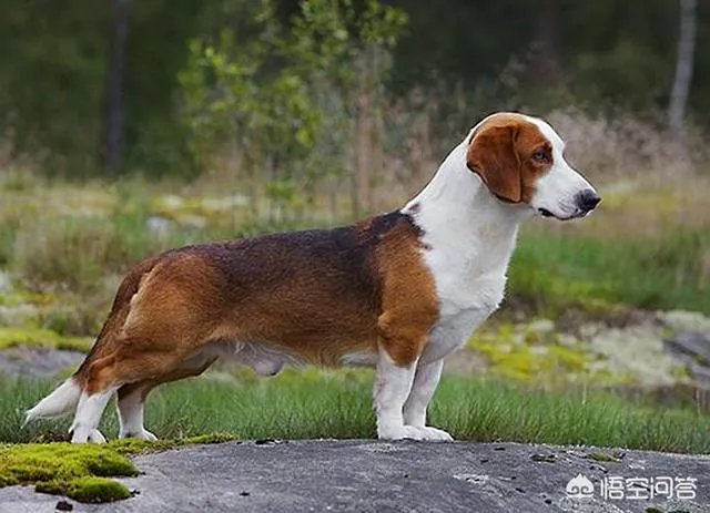 哪些犬种在原产国享有“国宝”的美誉？